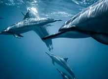 开云APP-Faker读粉丝评论：爱上Faker就像尿裤子，别人都看得见但暖暖的感觉只有自己知道